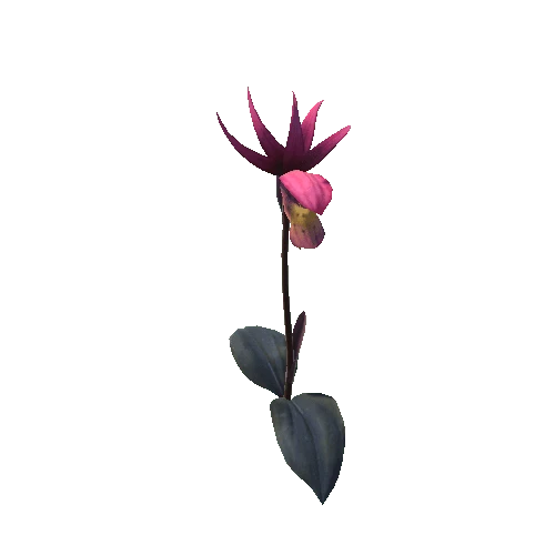 Flower Calypso Bulbosa1 1